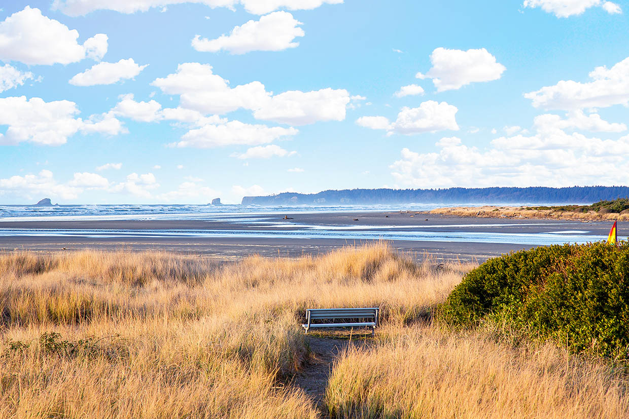 Driftwood on the Shore